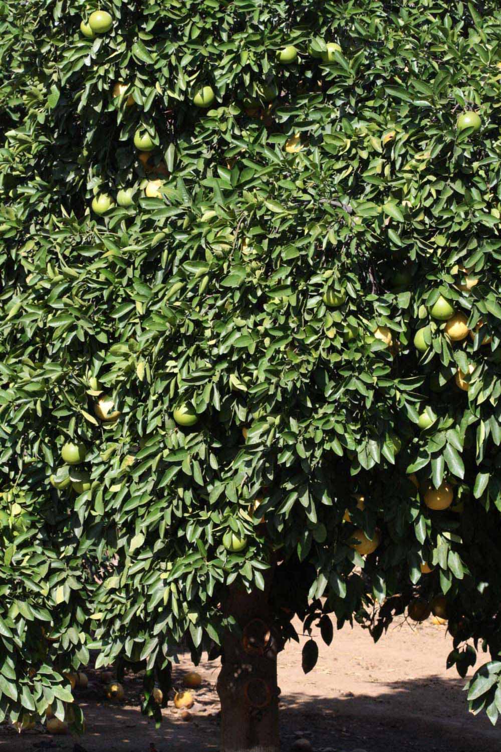            Habit (Riverside, CA)   